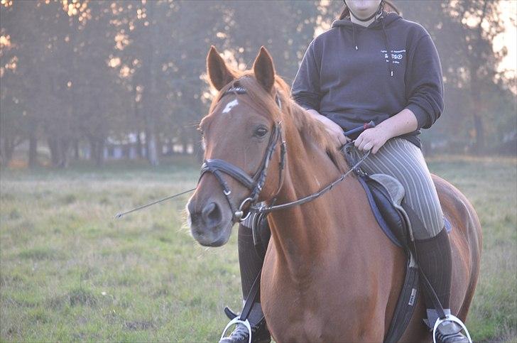 Fuldblod (XX) Malou *RIP* billede 5