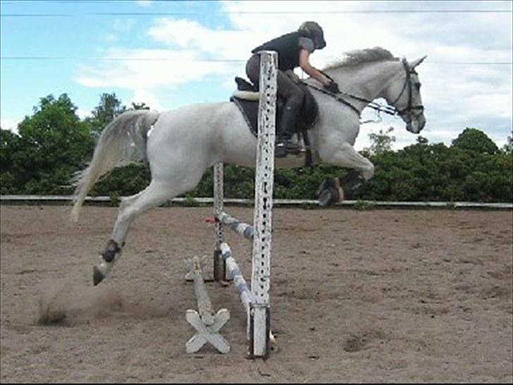 Hannoveraner Ferrari - #14 billede 8