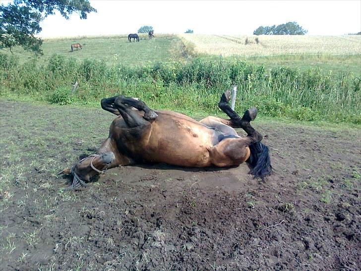 Dansk Varmblod Capitano Af Granlygård RIP<3 - Foto: Mig billede 12