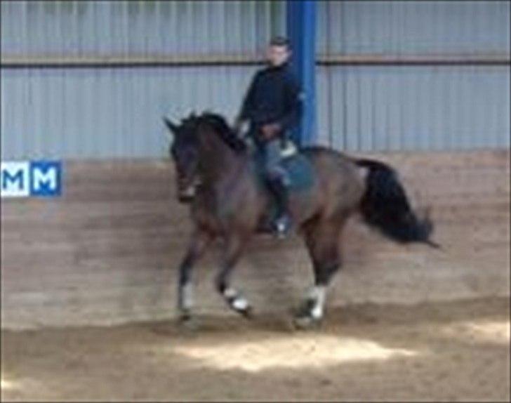 Dansk Varmblod Capitano Af Granlygård RIP<3 - på OL under Bruno (Berider) foto: min mor billede 13