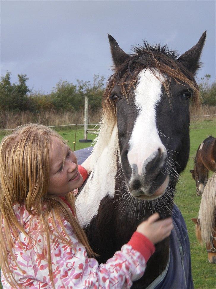 Pinto Daisy Stald Hosby - Velkommen til Daisy´s profil! billede 1