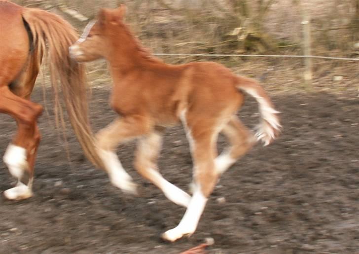 Tysk Sportspony Stillebaekkens Monogram - flyvegear 3 dage gammel billede 1