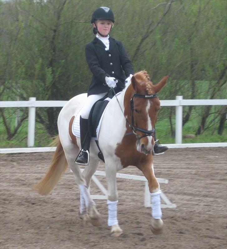Anden særlig race Painted Beauty | - #17 Stævne på KØR :-) billede 17
