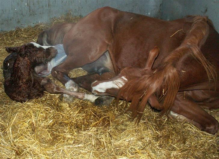 Tysk Sportspony Stillebaekkens Monogram - hvad er du for en lille fyr? billede 2