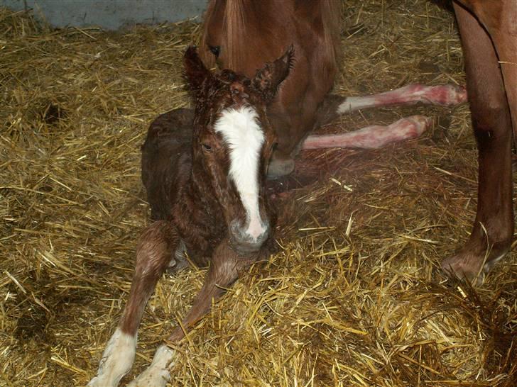 Tysk Sportspony Stillebaekkens Monogram - rimelig ensartede aftegninger for og bag billede 3