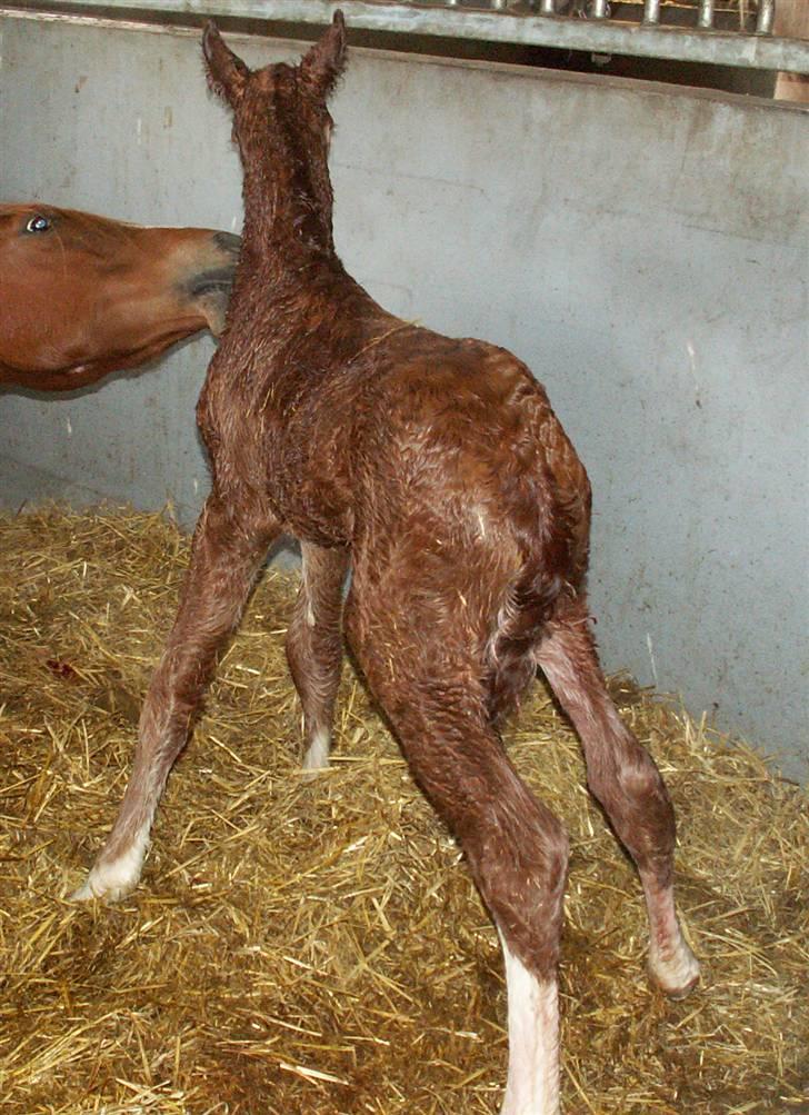 Tysk Sportspony Stillebaekkens Monogram - op å då... billede 4