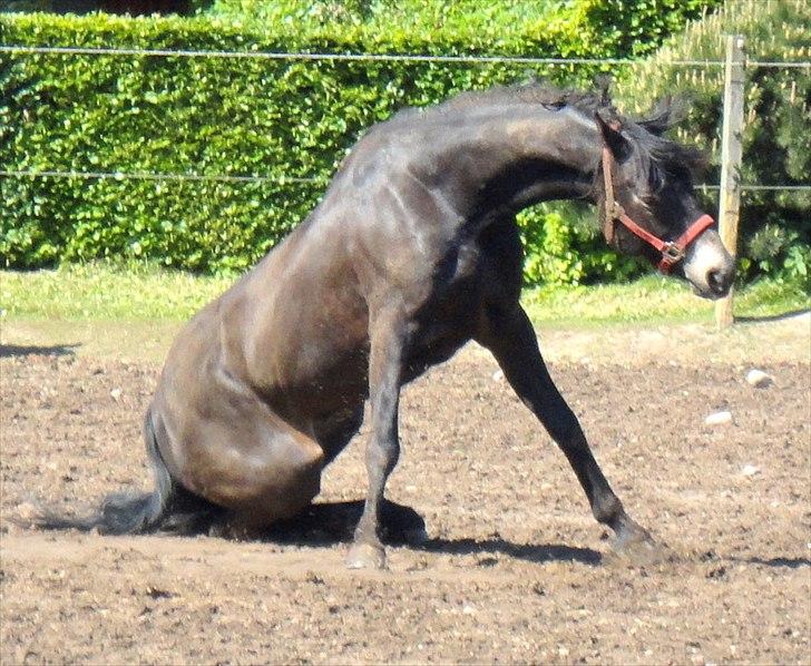 Anden særlig race Chaplin - jeg elsker dig<3 billede 3