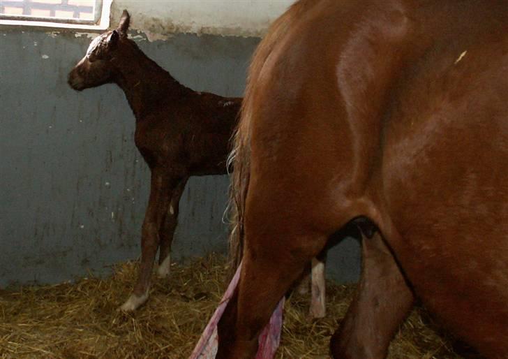 Tysk Sportspony Stillebaekkens Monogram - ca. 35 minutter gammel billede 5