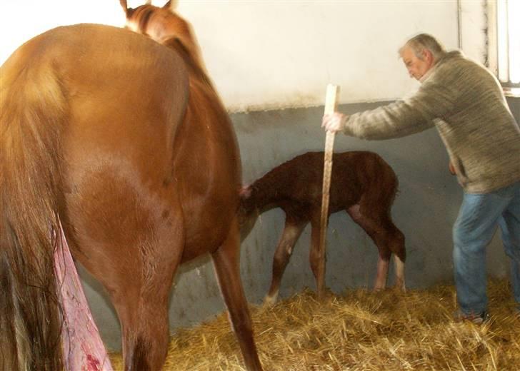 Tysk Sportspony Stillebaekkens Monogram - ca. 92 cm høj billede 6