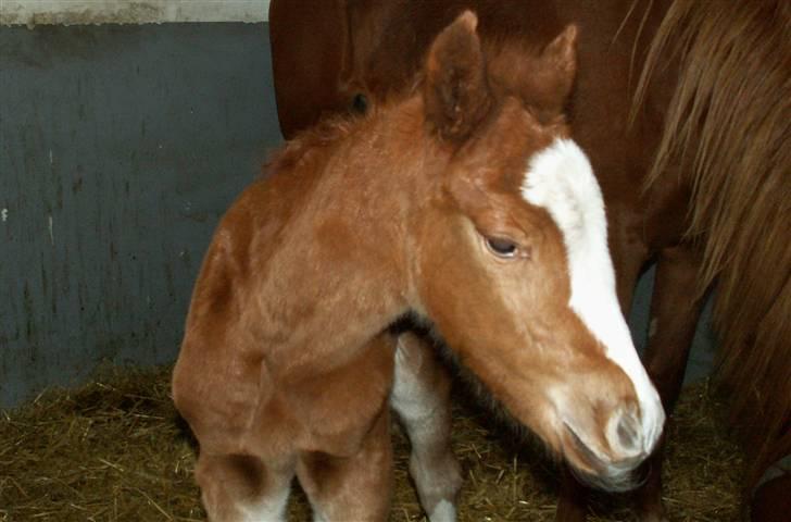 Tysk Sportspony Stillebaekkens Monogram - Dejligt hoved og hals billede 7