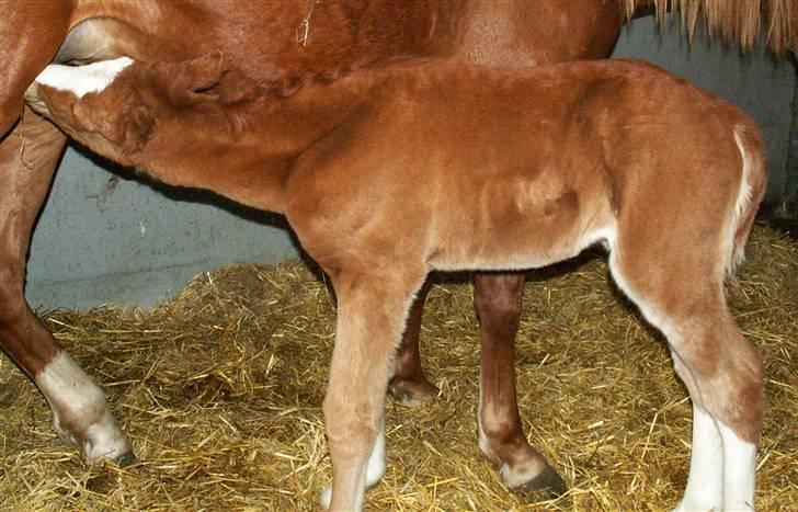 Tysk Sportspony Stillebaekkens Monogram - gang i mælkebaren billede 8