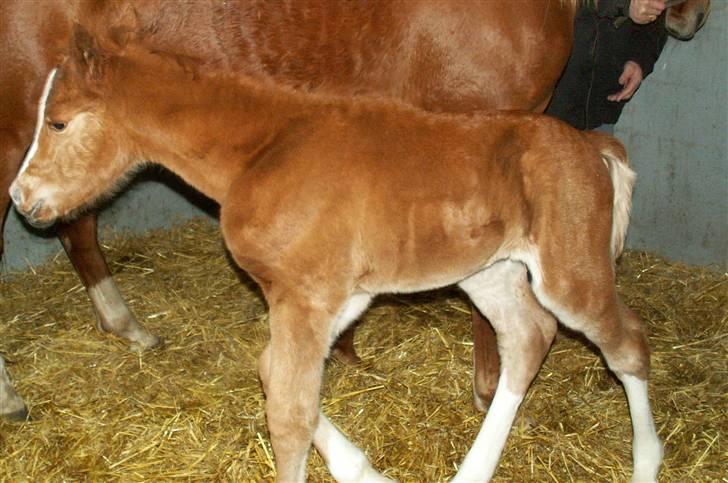 Tysk Sportspony Stillebaekkens Monogram - glæder os til at han bliver foldet mere ud billede 9