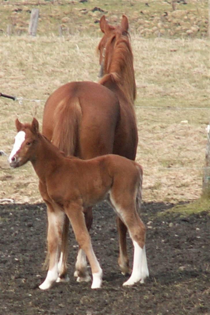 Tysk Sportspony Stillebaekkens Monogram - med mor på fold billede 10