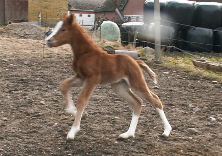 Tysk Sportspony Stillebaekkens Monogram - op ad bakke billede 11