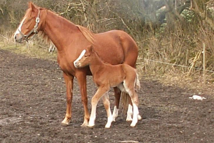 Tysk Sportspony Stillebaekkens Monogram - trygt hos mor billede 12