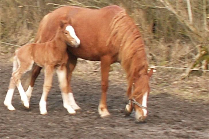 Tysk Sportspony Stillebaekkens Monogram - puha det var godt du også gider at stå lidt stille billede 13