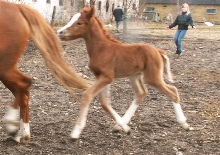 Tysk Sportspony Stillebaekkens Monogram - trave billede 14