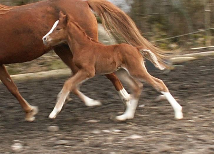 Tysk Sportspony Stillebaekkens Monogram - meget smækkerlækker billede 15