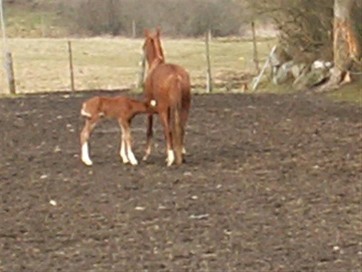 Tysk Sportspony Stillebaekkens Monogram - praktisk med diner udendørs... billede 16