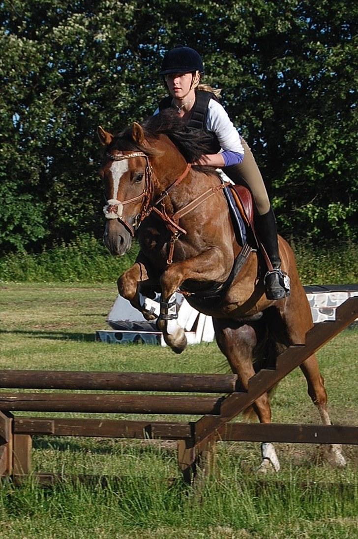 Welsh Cob (sec D) Fronerthig Red Hot Chili - Chili springer alt, vådt, tørt og alt fyld..  billede 4