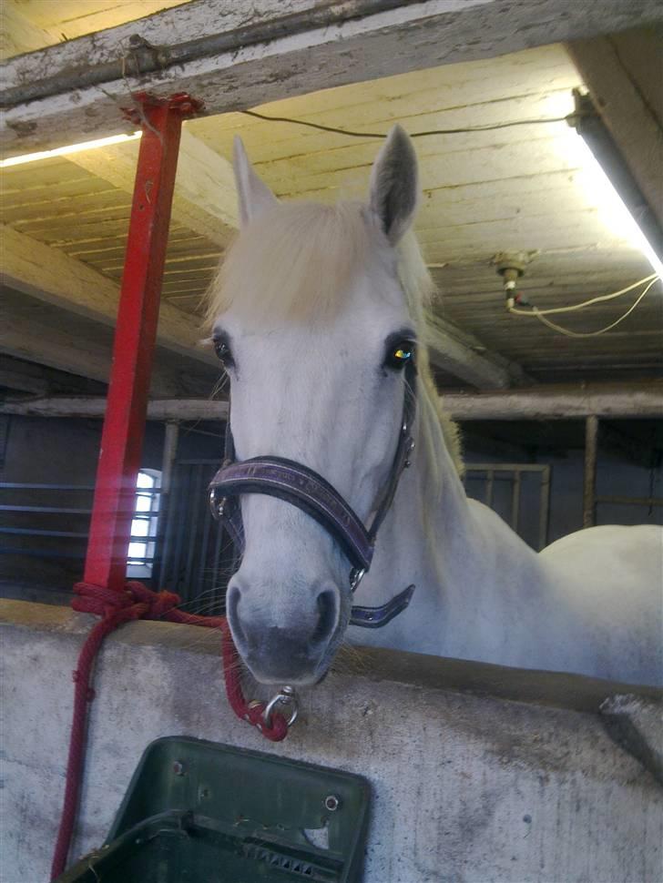 Anden særlig race sasja B PONY ! ILY. SOLGT - smukke sasja<3 elsker diig miin dejlige pony billede 3