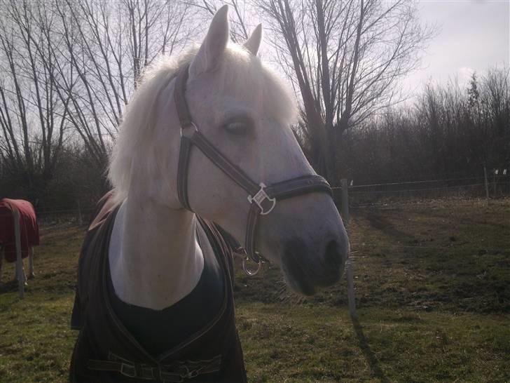 Anden særlig race sasja B PONY ! ILY. SOLGT - sasja på fold<3 billede 4