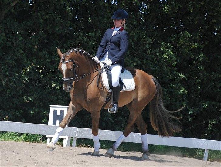 Welsh Cob (sec D) Fronerthig Red Hot Chili billede 5