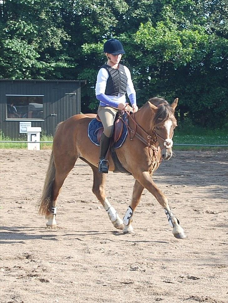 Welsh Cob (sec D) Fronerthig Red Hot Chili - Chili der opvarmer til springtræning billede 8