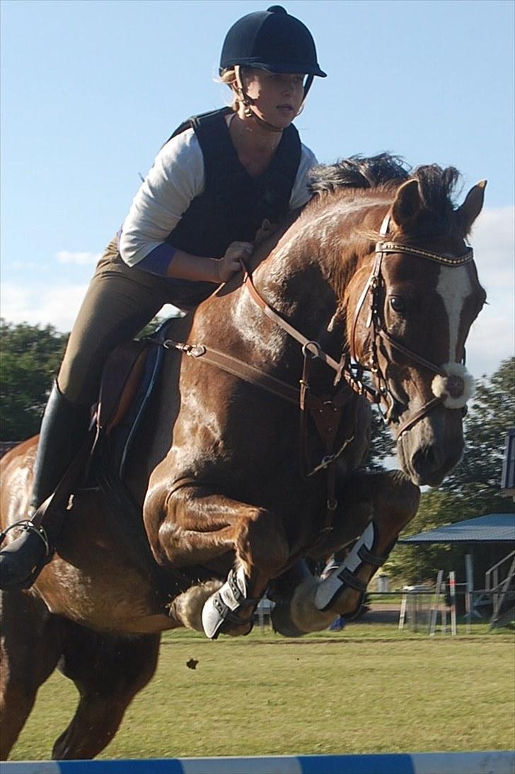 Welsh Cob (sec D) Fronerthig Red Hot Chili - Til springtræning hos Janni Høj billede 9