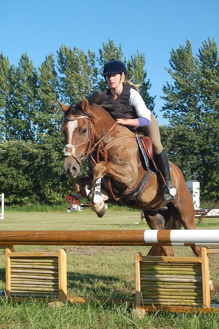 Welsh Cob (sec D) Fronerthig Red Hot Chili billede 10