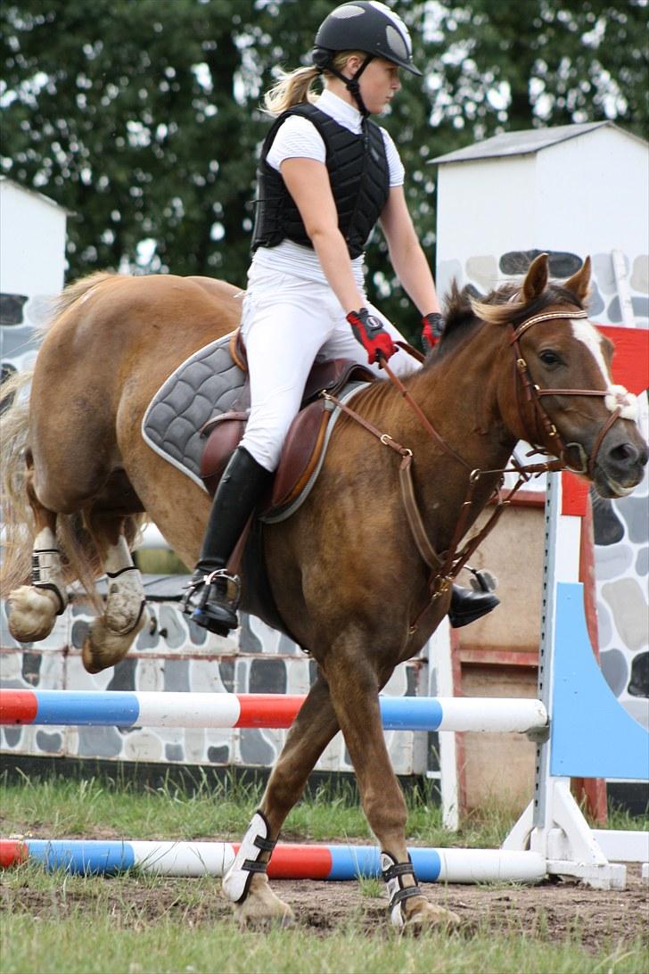 Welsh Cob (sec D) Fronerthig Red Hot Chili - Lunas første stævne på nvr ridelejr 2010 billede 15