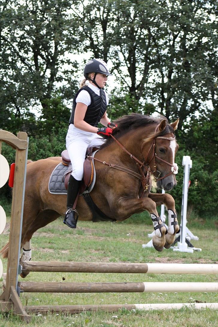 Welsh Cob (sec D) Fronerthig Red Hot Chili billede 11