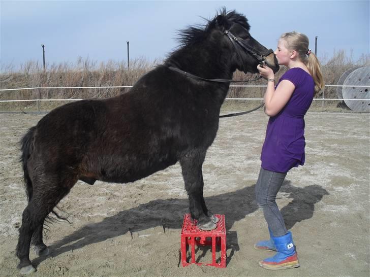 Shetlænder axel *SOLGT*:'( - 15  billede 13