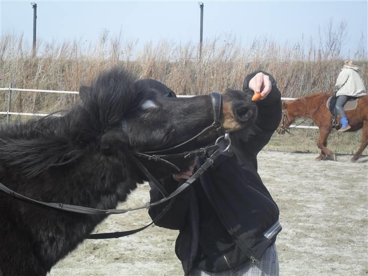 Shetlænder axel *SOLGT*:'( - 16 -....................... cille er rigtig god til at lære ham nye ting :D  billede 14