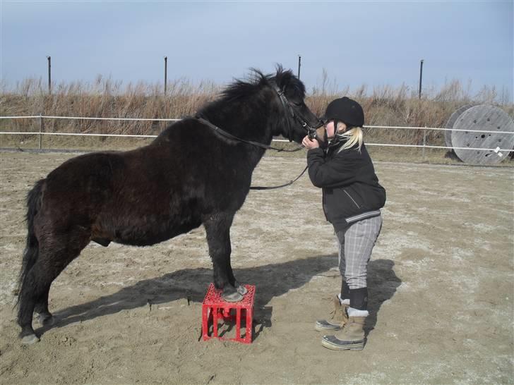 Shetlænder axel *SOLGT*:'( - hehe smukke cille og axel<3 17 billede 15