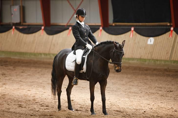 Anden særlig race Chanel billede 2