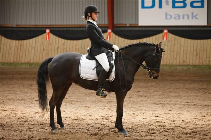 Anden særlig race Chanel billede 3