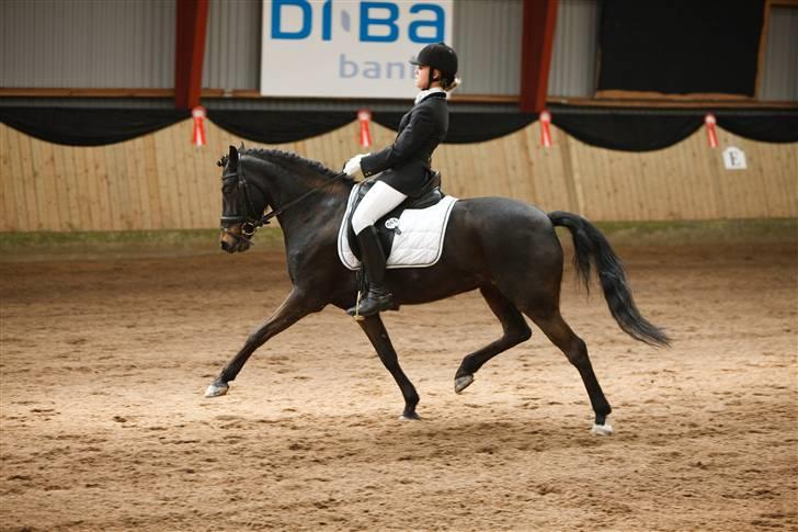 Anden særlig race Chanel billede 4