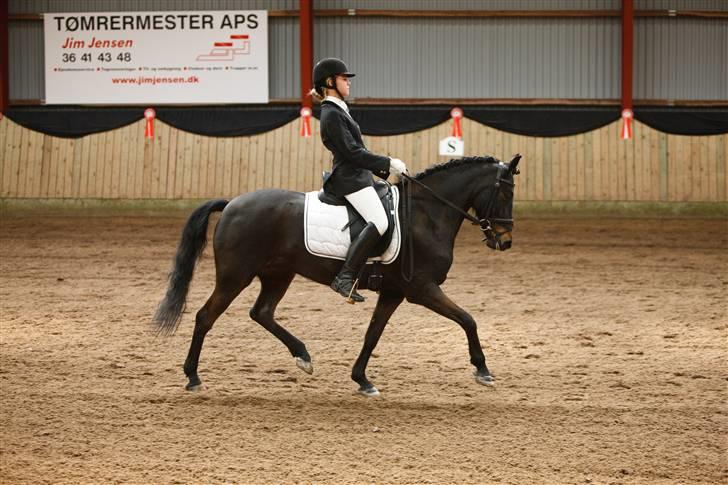Anden særlig race Chanel billede 5