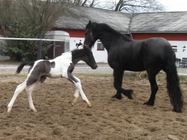 Barockpinto Alexander SOLGT billede 10