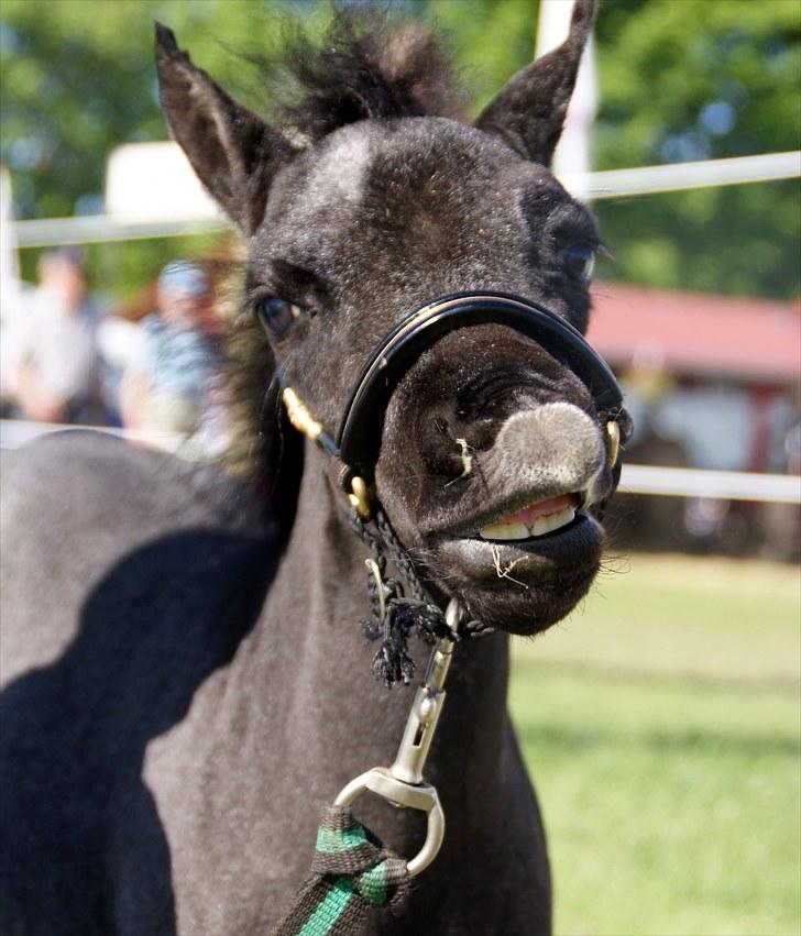 Belgisk Miniature RKG Moons Happy Miracle - D. 4 juni 2010 Roskilde dyrskue. Foto: Olivia V. billede 14