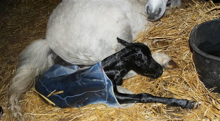Belgisk Miniature RKG Moons Happy Miracle - Helt ny, kl 01.30 lige fået knækket sækken (af mig :D) billede 2