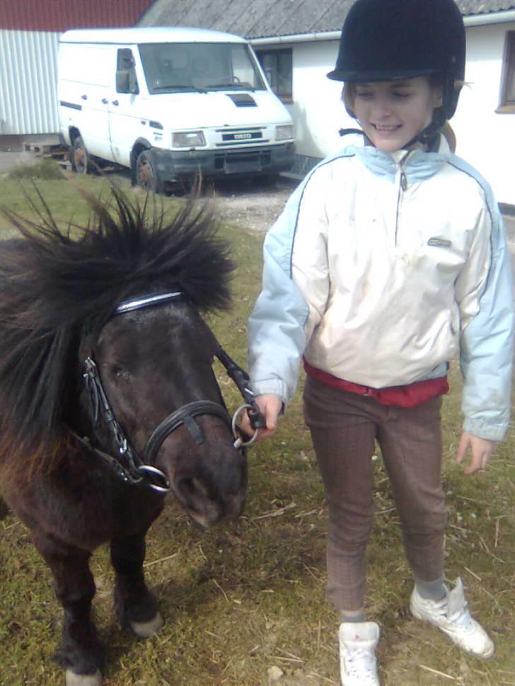 Shetlænder Emil - min elsket... billede 7