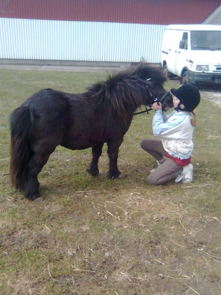 Shetlænder Emil - kys kys kys..... billede 8