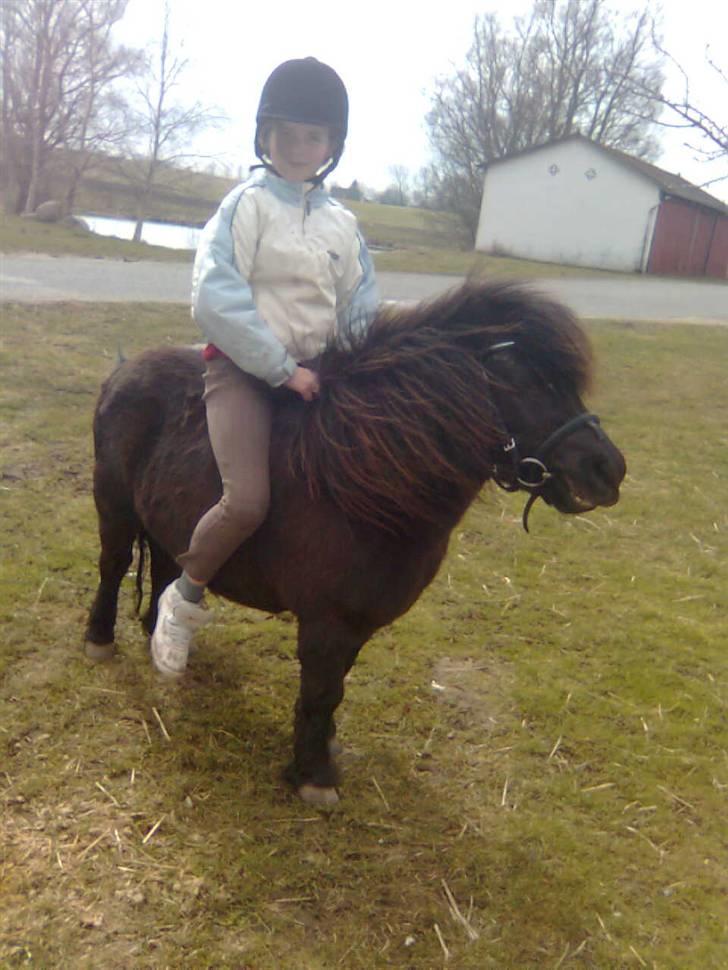 Shetlænder Emil - min lille mande.... billede 9