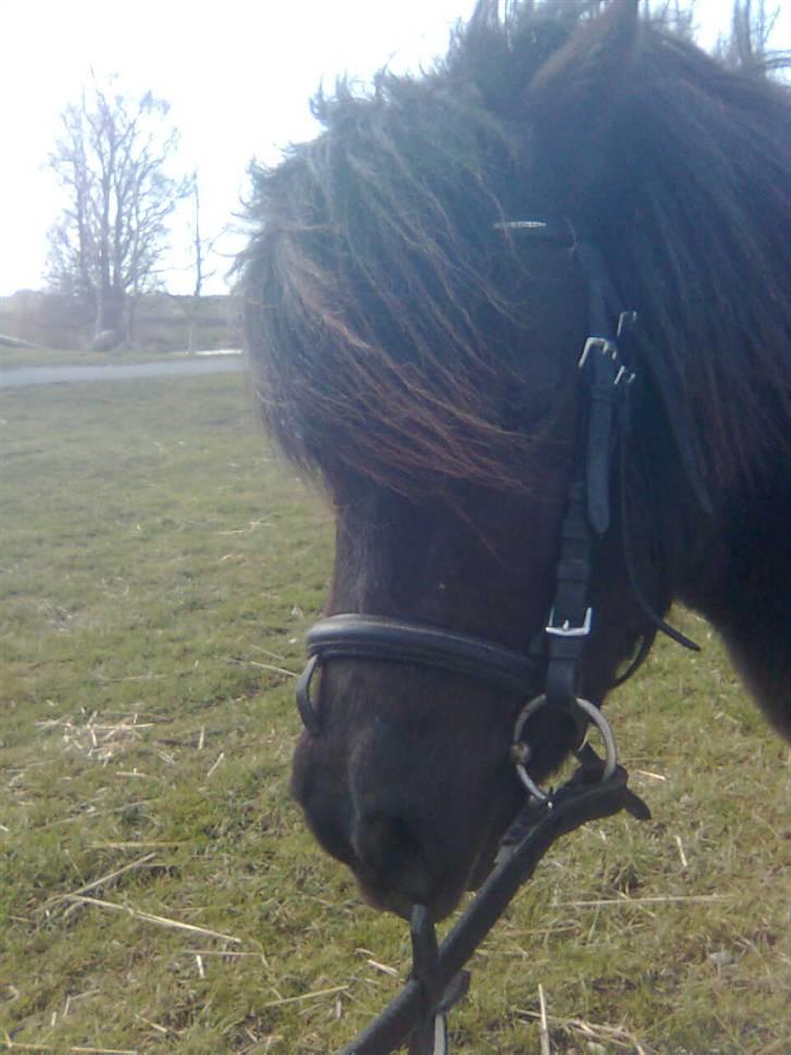 Shetlænder Emil - smukke smukke dreng billede 10