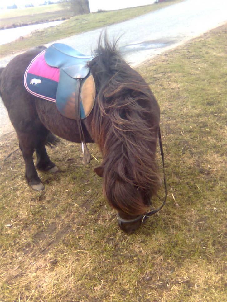 Shetlænder Emil - er hans nye underlag ikke bare sødt.... billede 12