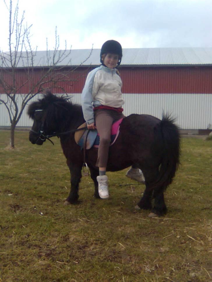 Shetlænder Emil - tricks ponyen Emil....hehe.... billede 13