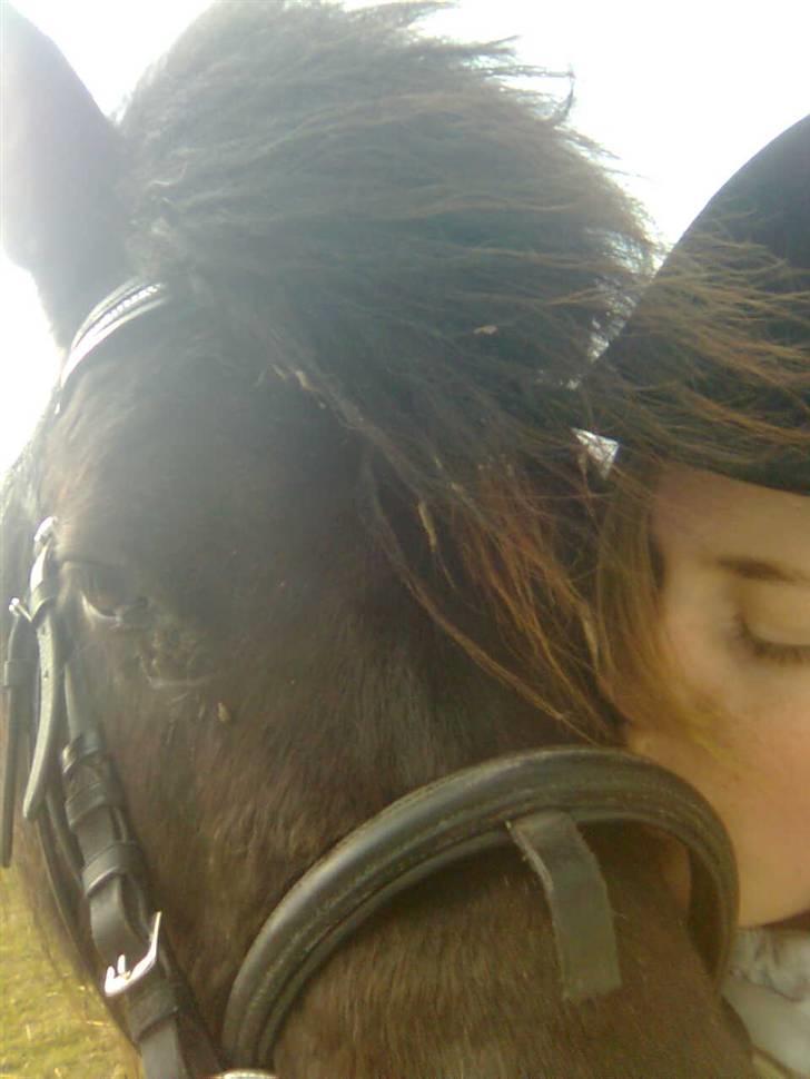 Shetlænder Emil - jeg bliver godt nok kysset meget. men jeg elsker jo dig så højt.. billede 14