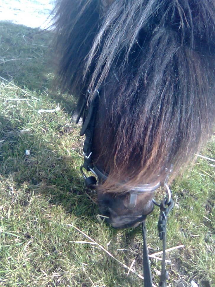 Shetlænder Emil - smukke billede 15
